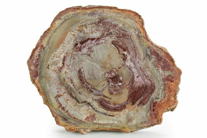 Polished Petrified Wood (Araucaria) Round - Madagascar #355320
